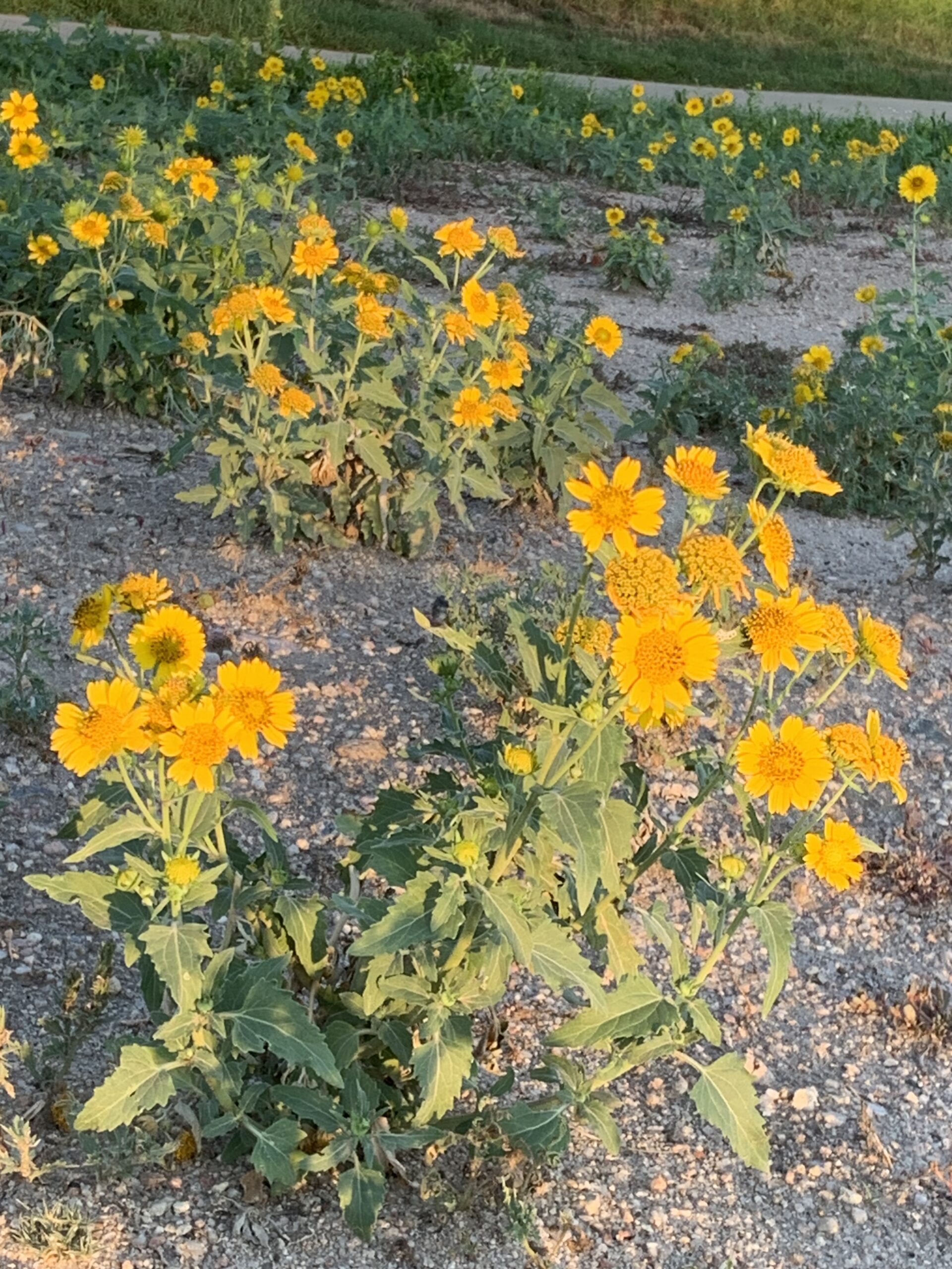Challenged by Wildflowers