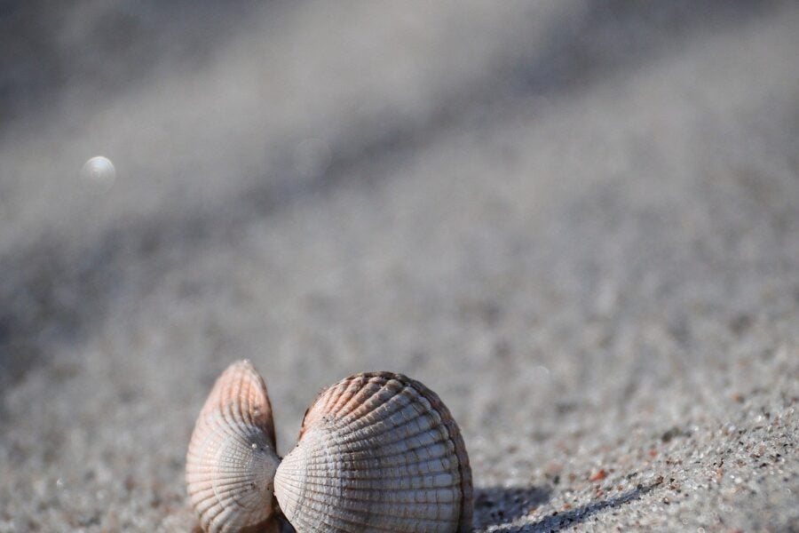 Image by lila_getupft from Pixabay